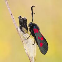 Five-Spot Burnet Moth and Cocoon 1  